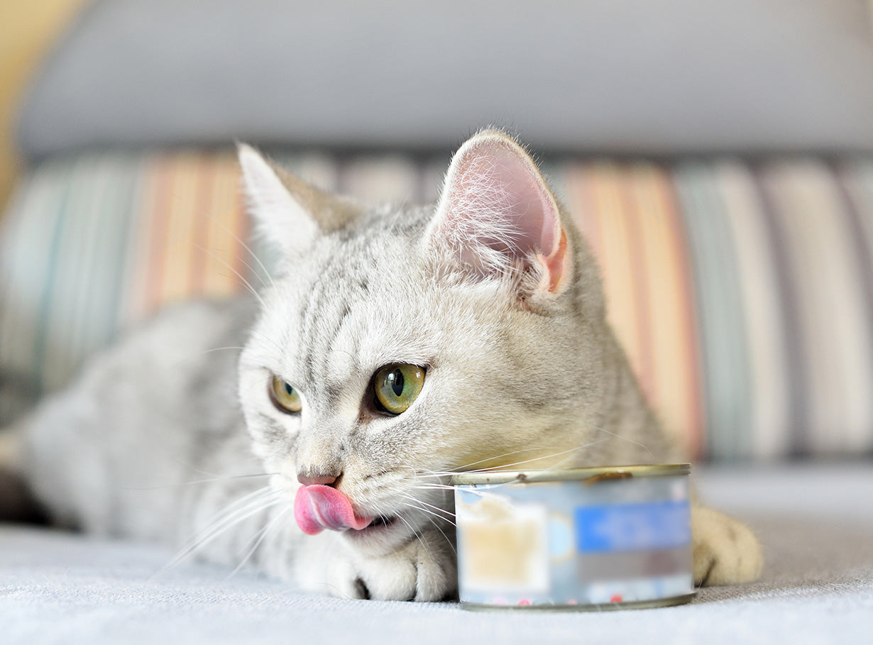 Choosing the right cat food.