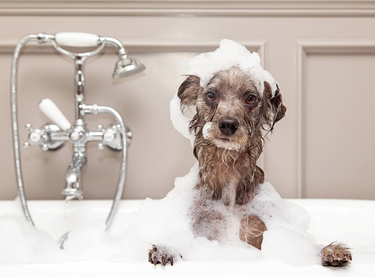 Grooming Your Dog: A Step-by-Step Guide from Pet Station Birmingham