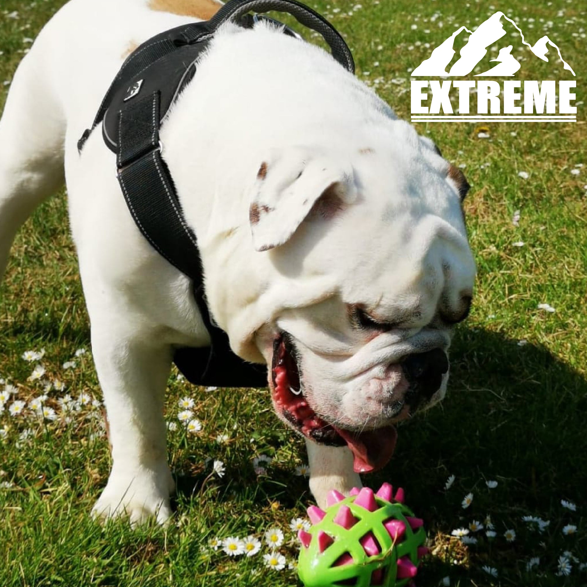 Ancol Extreme Dog Harness