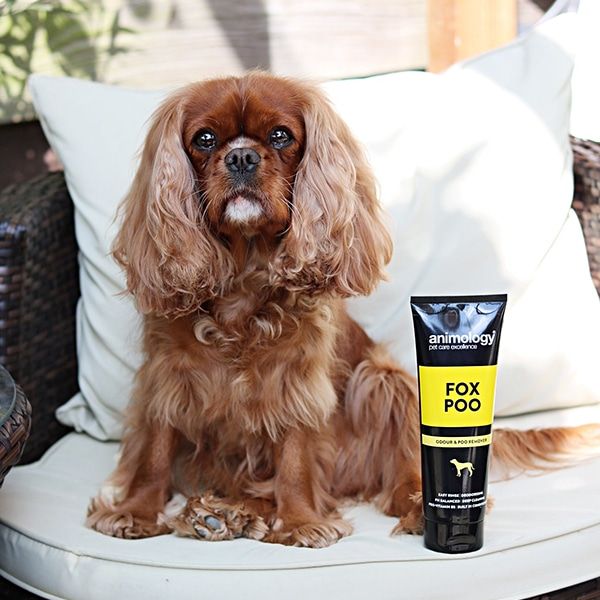 Animology Fox Poo Dog Grooming Shampoo 250ml
